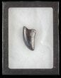 Serrated, Tyrannosaur Tooth - Judith River Formation #63121-2